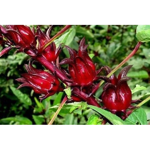 Jamaican Sorrel LIve Plant